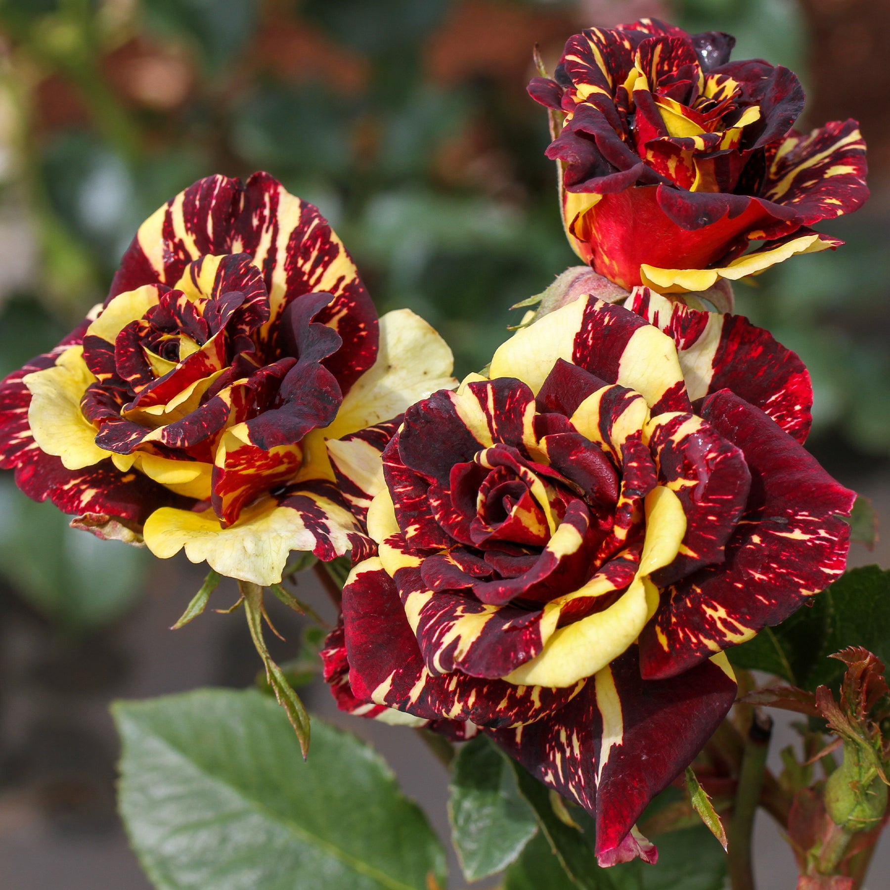 Rosa Abracadabra® Koramsaro - Trosroos Abracadabra - Rozen