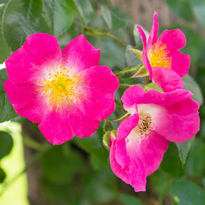 Liaanroos American Pillar - Rosa wichuraiana American Pillar - Willemse