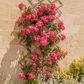 Verkoop Liaanroos American Pillar - Rosa wichuraiana American Pillar