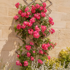 Verkoop Liaanroos American Pillar - Rosa wichuraiana American Pillar