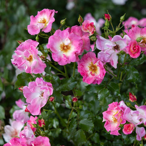 Klimrozen - Liaanroos American Pillar - Rosa wichuraiana American Pillar