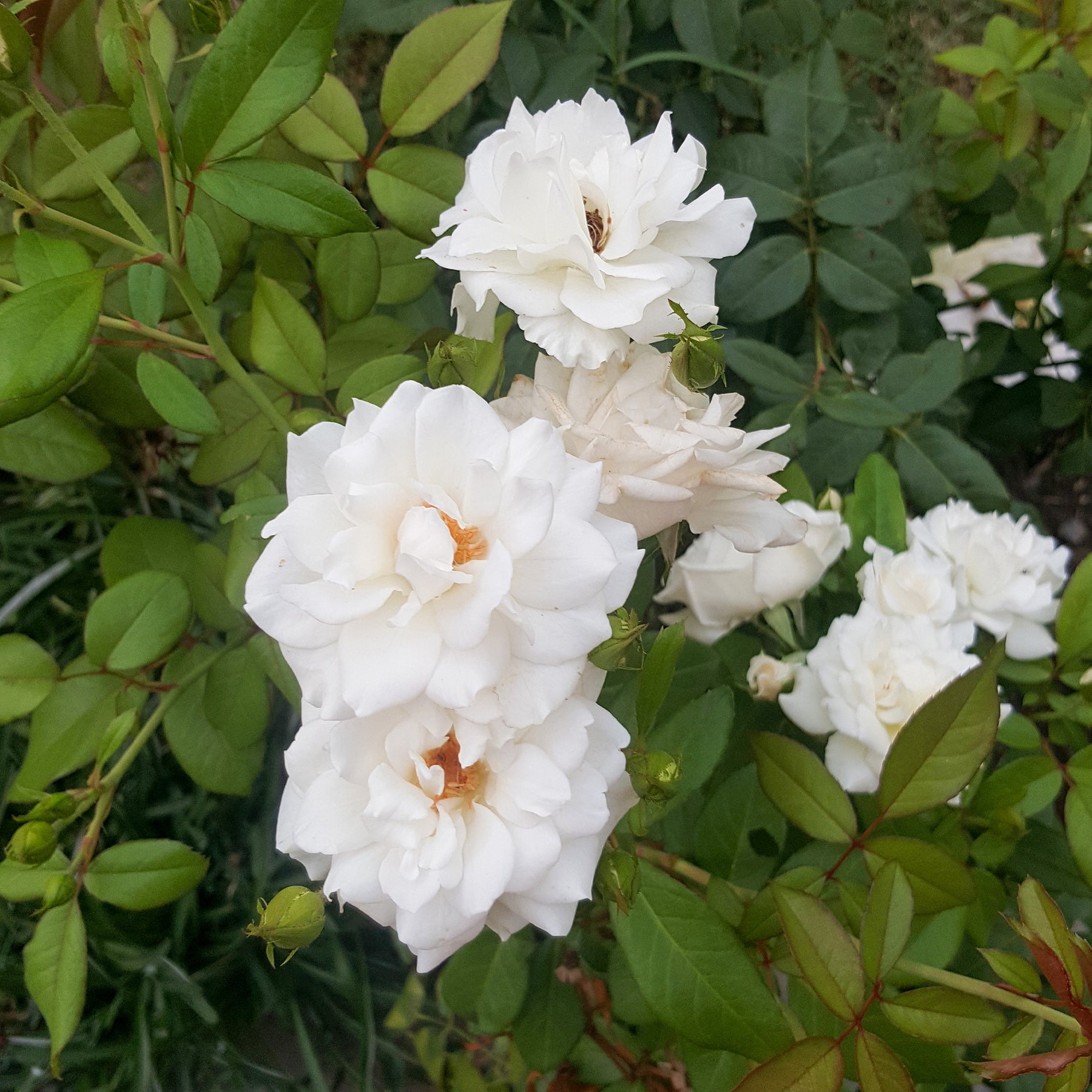 Klimroos Banks Alba Plena - Rosa banksiae Alba Plena - Willemse