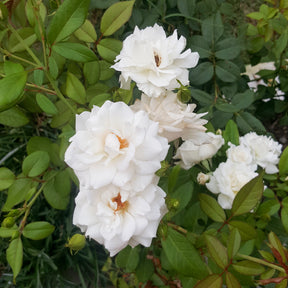 Klimroos Banks Alba Plena - Rosa banksiae Alba Plena - Willemse