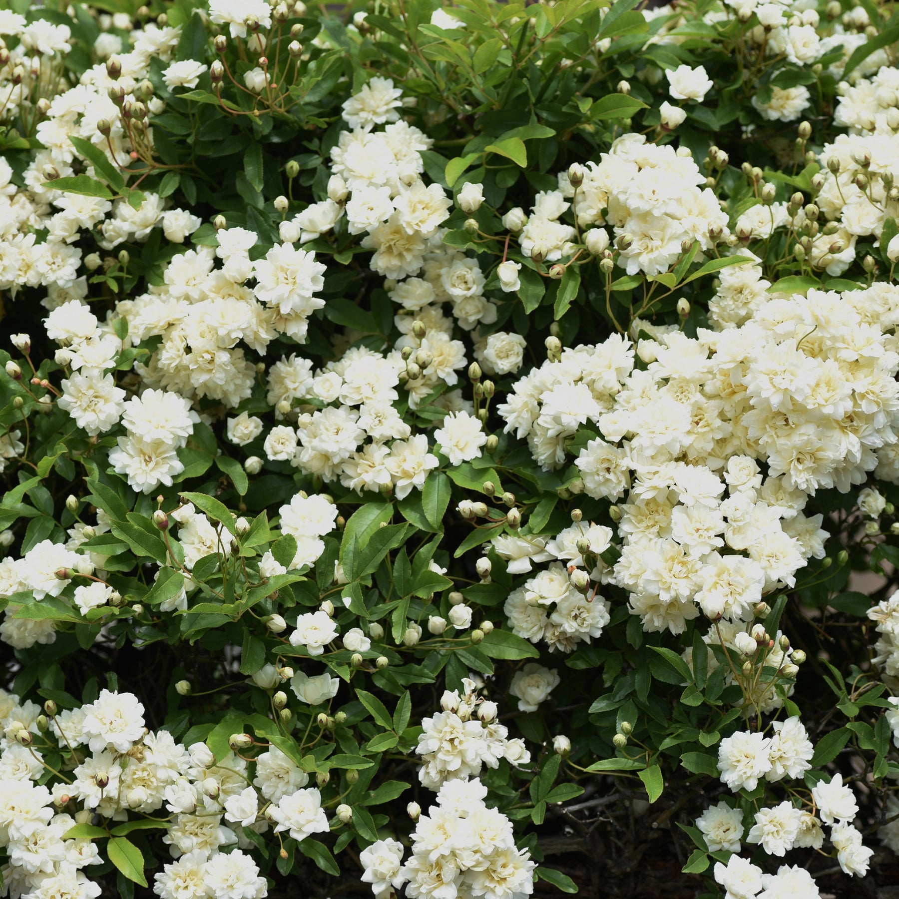 Klimrozen - Klimroos Banks Alba Plena - Rosa banksiae Alba Plena