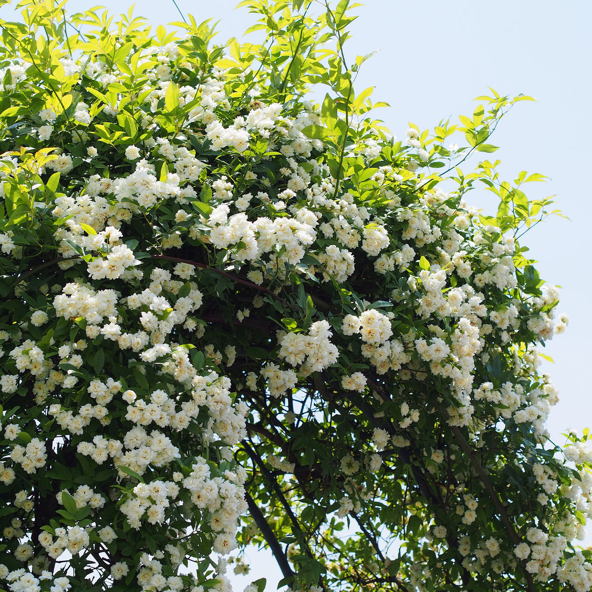 Klimroos Banks Alba Plena - Willemse