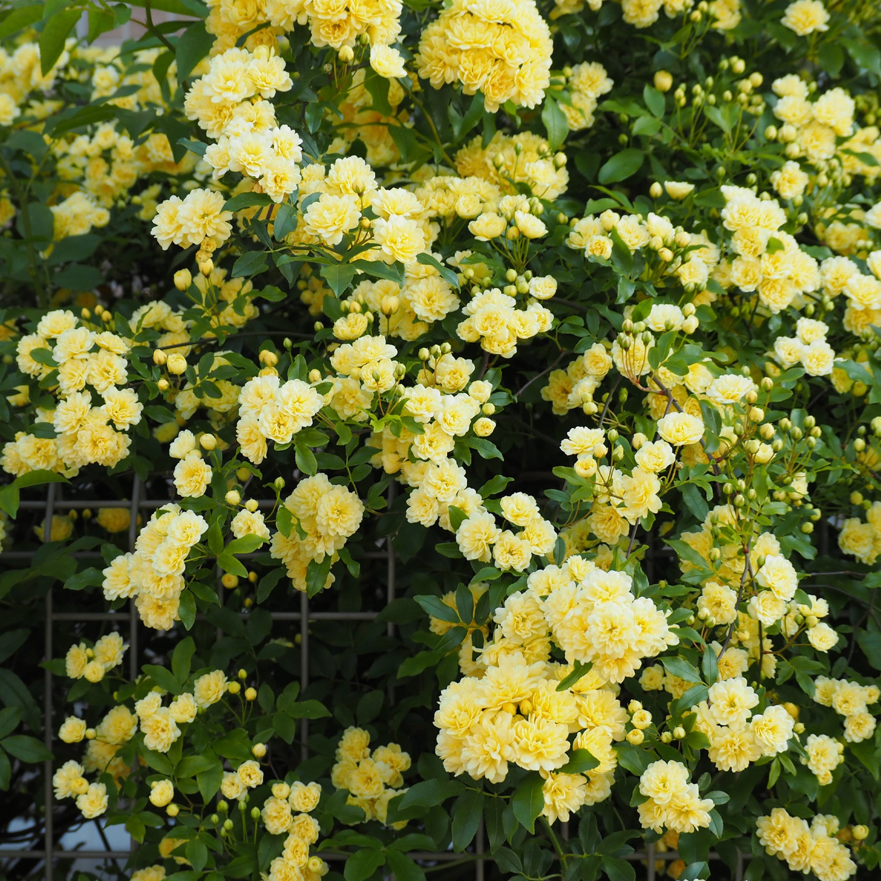 Rosa banksiae Lutea - Klimroos Banks geel - Klimrozen