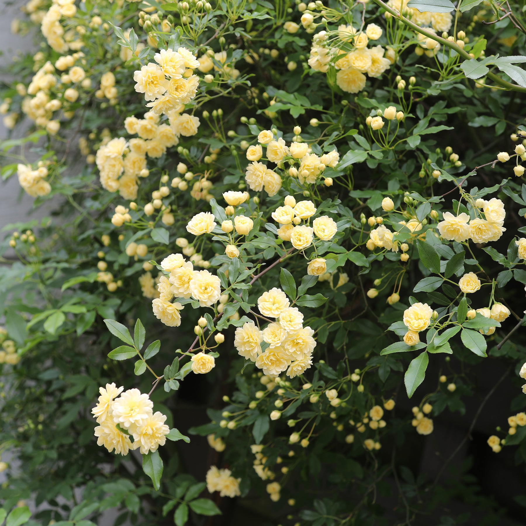 Klimrozen - Klimroos Banks geel - Rosa banksiae Lutea