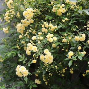 Klimrozen - Klimroos Banks geel - Rosa banksiae Lutea
