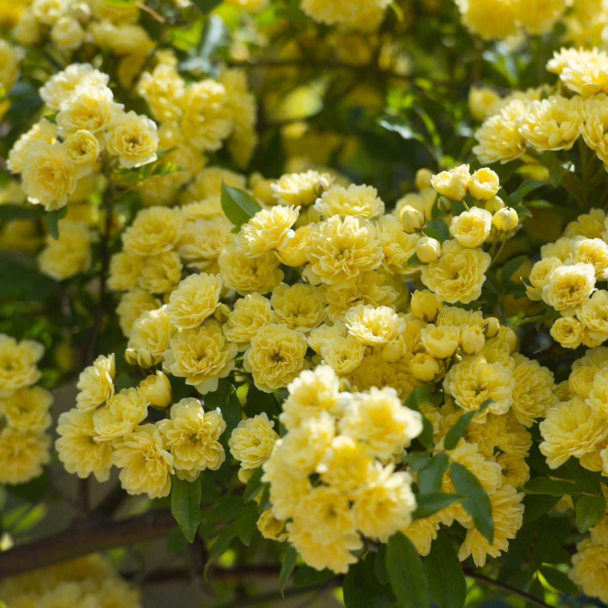 Klimroos Banks geel - Rosa banksiae Lutea - Willemse