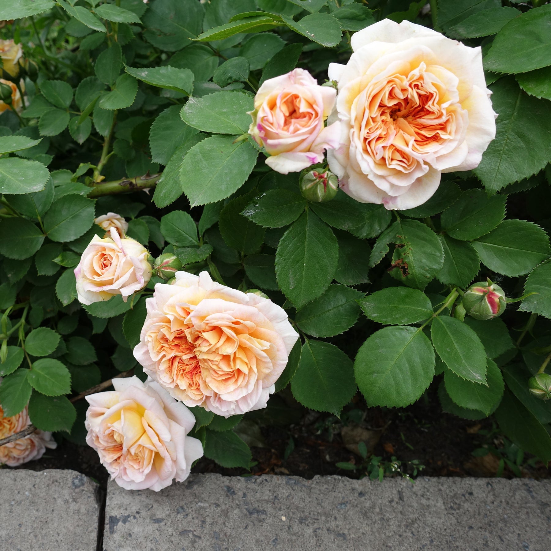 Klimroos Bathsheba® - Rosa Bathsheba® Auschimbley - Willemse