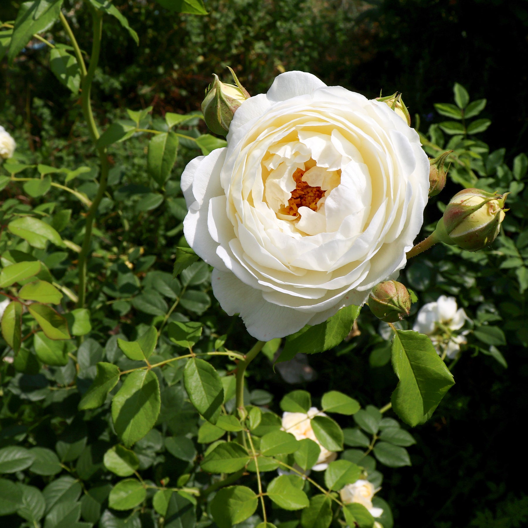 Klimroos Claire Austin® - Willemse