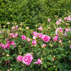 Klimroos Gertrude Jekyll® - Willemse