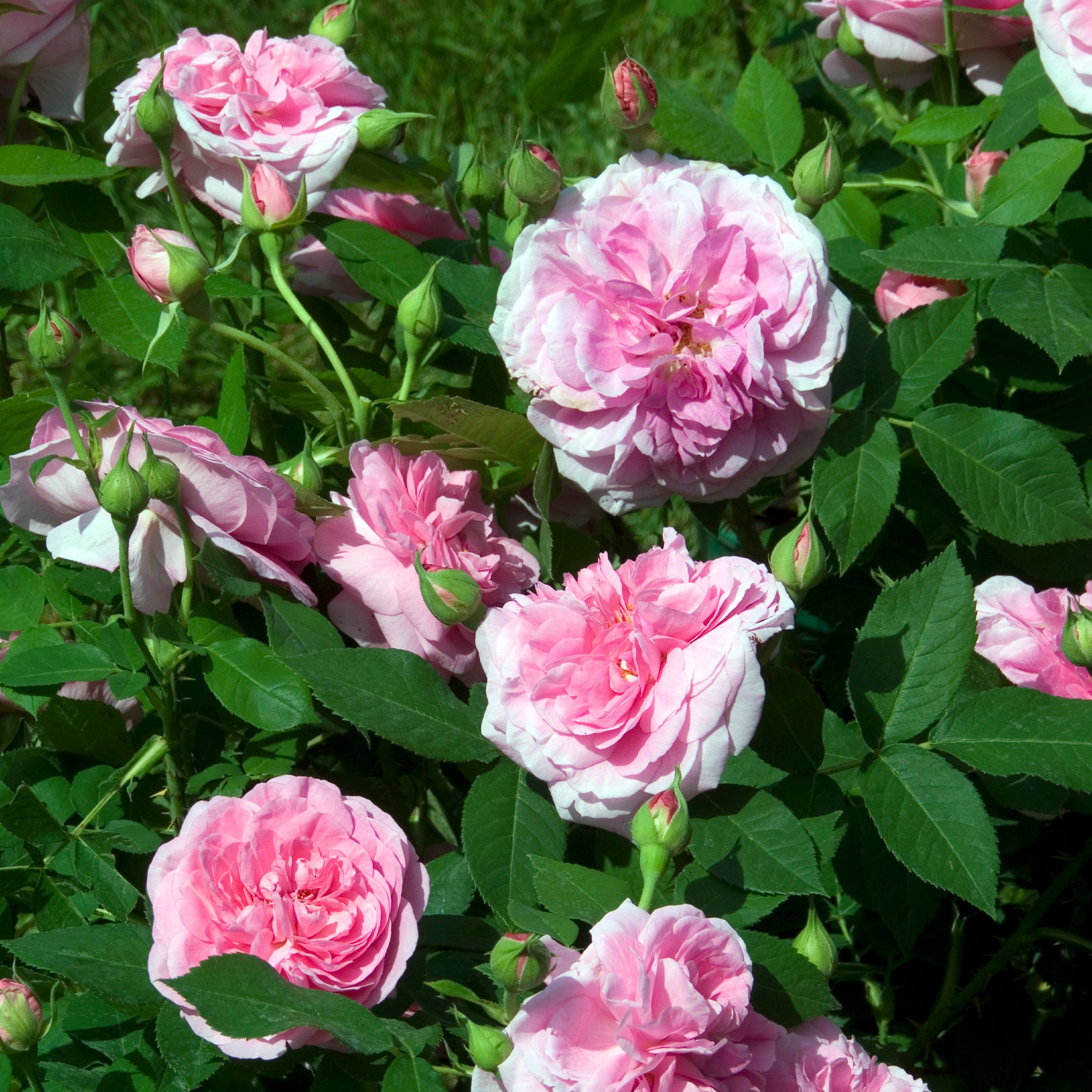 Klimroos Gertrude Jekyll® - Rosa Gertrude Jekyll® Ausbord - Willemse