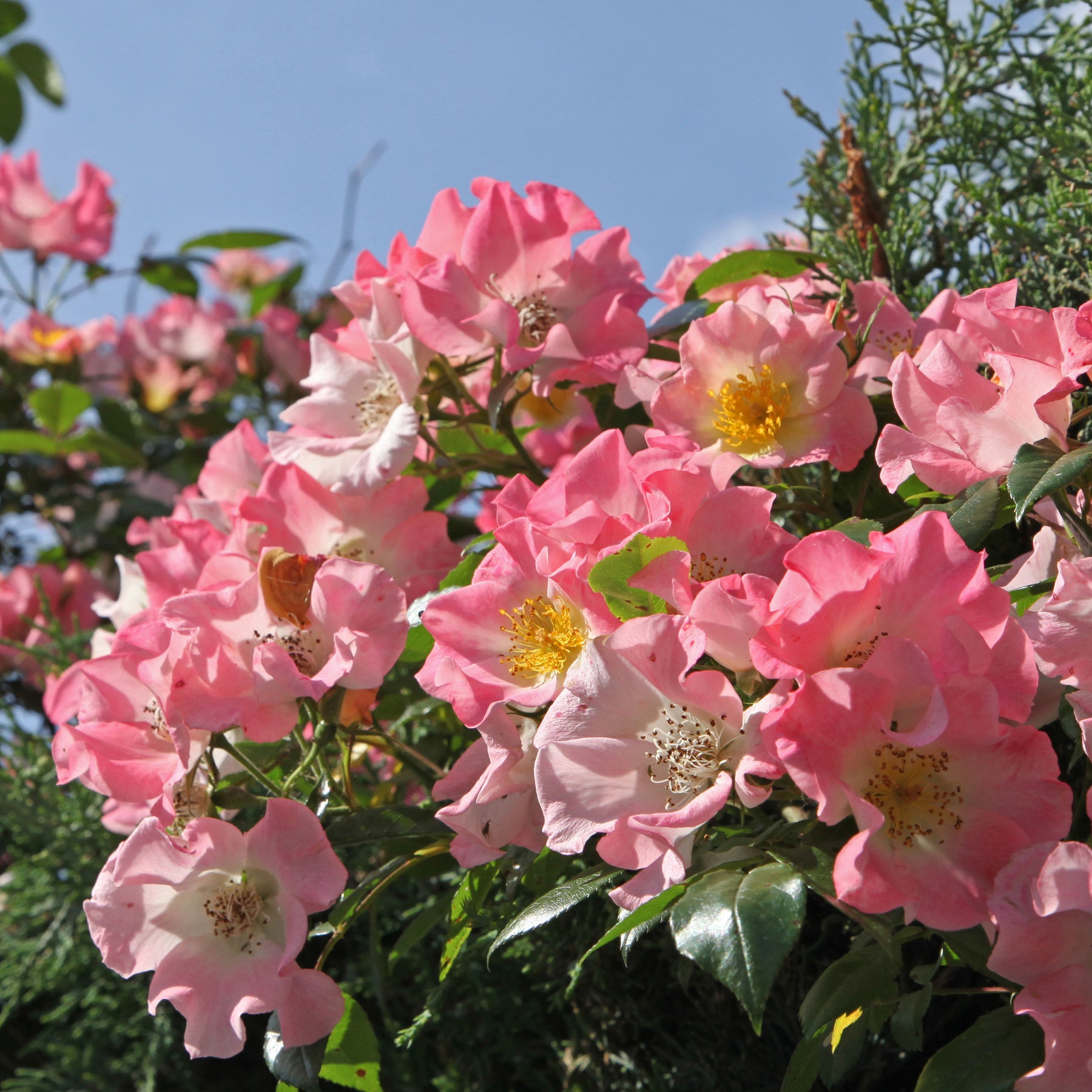 Liaanroos Kew Rambler - Rosa Kew Rambler - Willemse