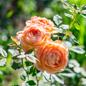 Grootbloemige roos Lady van Shalott® - Rosa Lady of Shalott® Ausnyson - Willemse