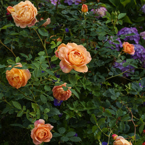 Grootbloemige roos Lady van Shalott® - Rosa Lady of Shalott® Ausnyson - Willemse