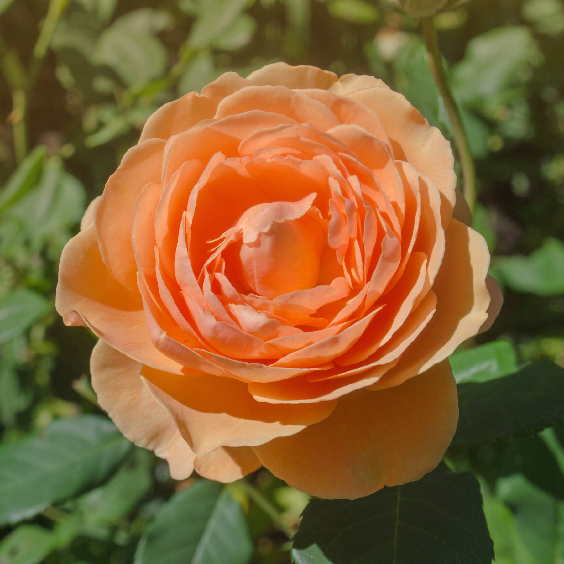 Rozen - Grootbloemige roos Lady van Shalott® - Rosa Lady of Shalott® Ausnyson