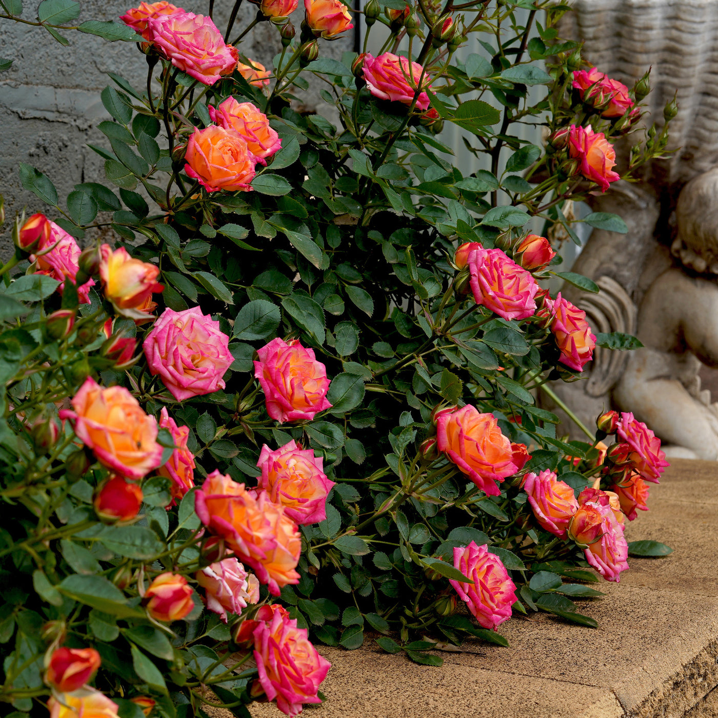 Miniatuurroos Little Sunset® - Rosa Little Sunset® - Willemse