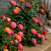 Miniatuurroos Little Sunset® - Rosa Little Sunset® - Willemse