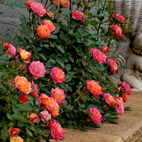 Miniatuurroos Little Sunset® - Rosa Little Sunset® - Willemse