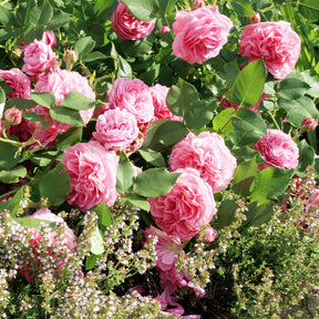 Rosa Louise Odier - Bourbonroos Louise Odier - Rozen