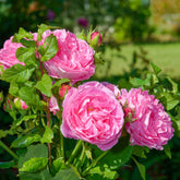 Bourbonroos Louise Odier - Rosa Louise Odier - Willemse