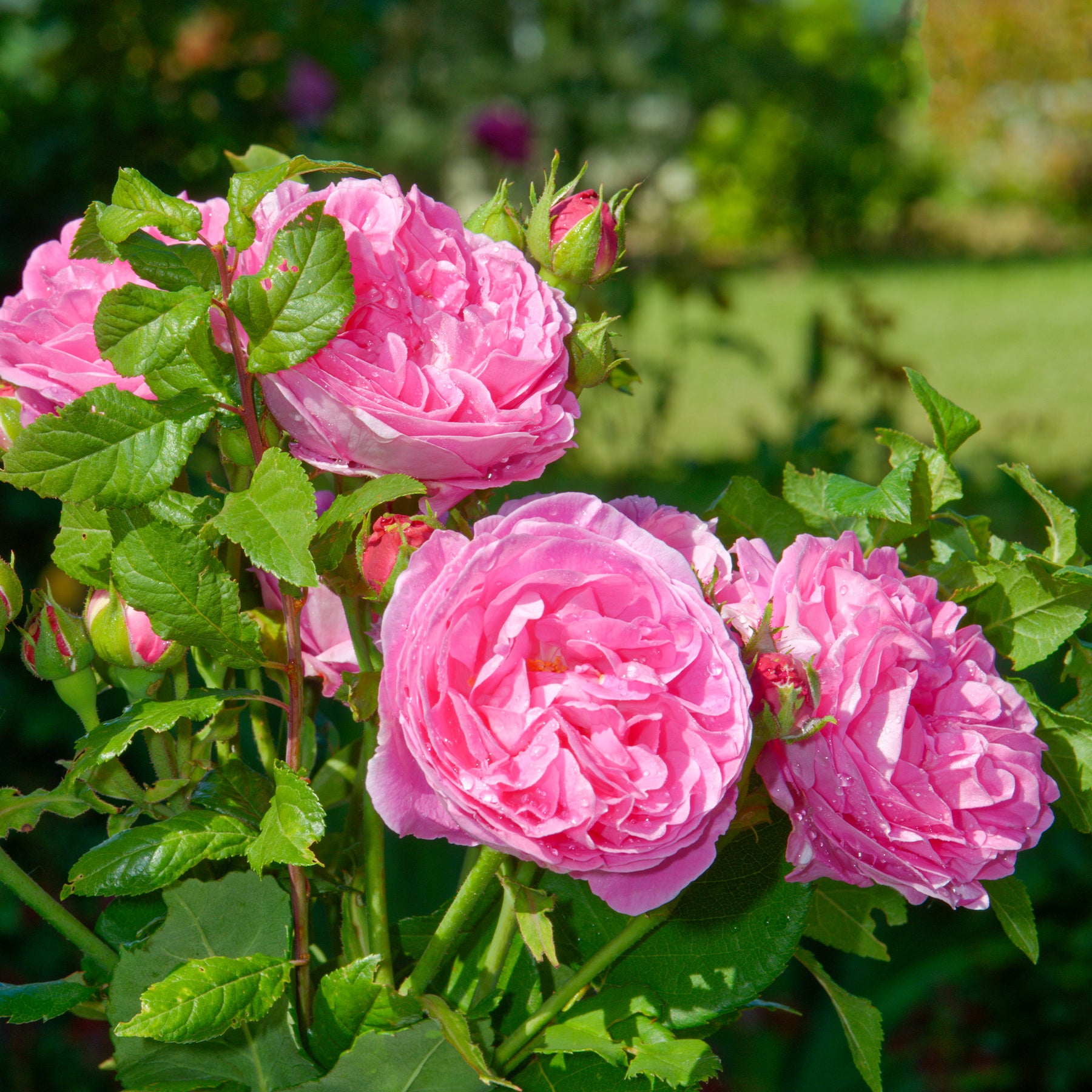 Bourbonroos Louise Odier - Rosa Louise Odier - Willemse