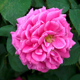 Rosa Madame Isaac Pereire - Klimroos Mme Isaac Pereire - Rozen