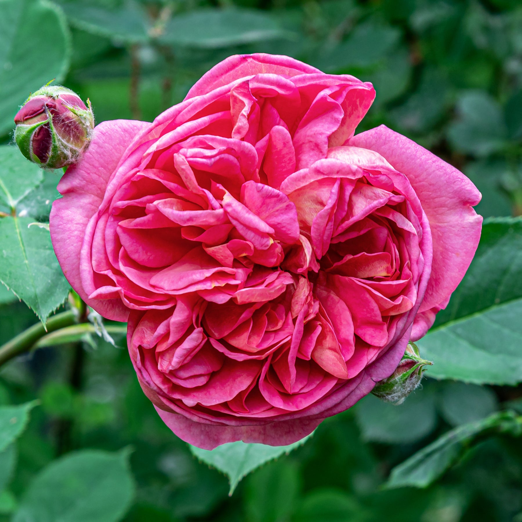 Klimroos Mme Isaac Pereire - Rosa Madame Isaac Pereire - Willemse