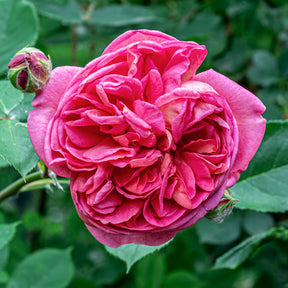 Klimroos Mme Isaac Pereire - Rosa Madame Isaac Pereire - Willemse