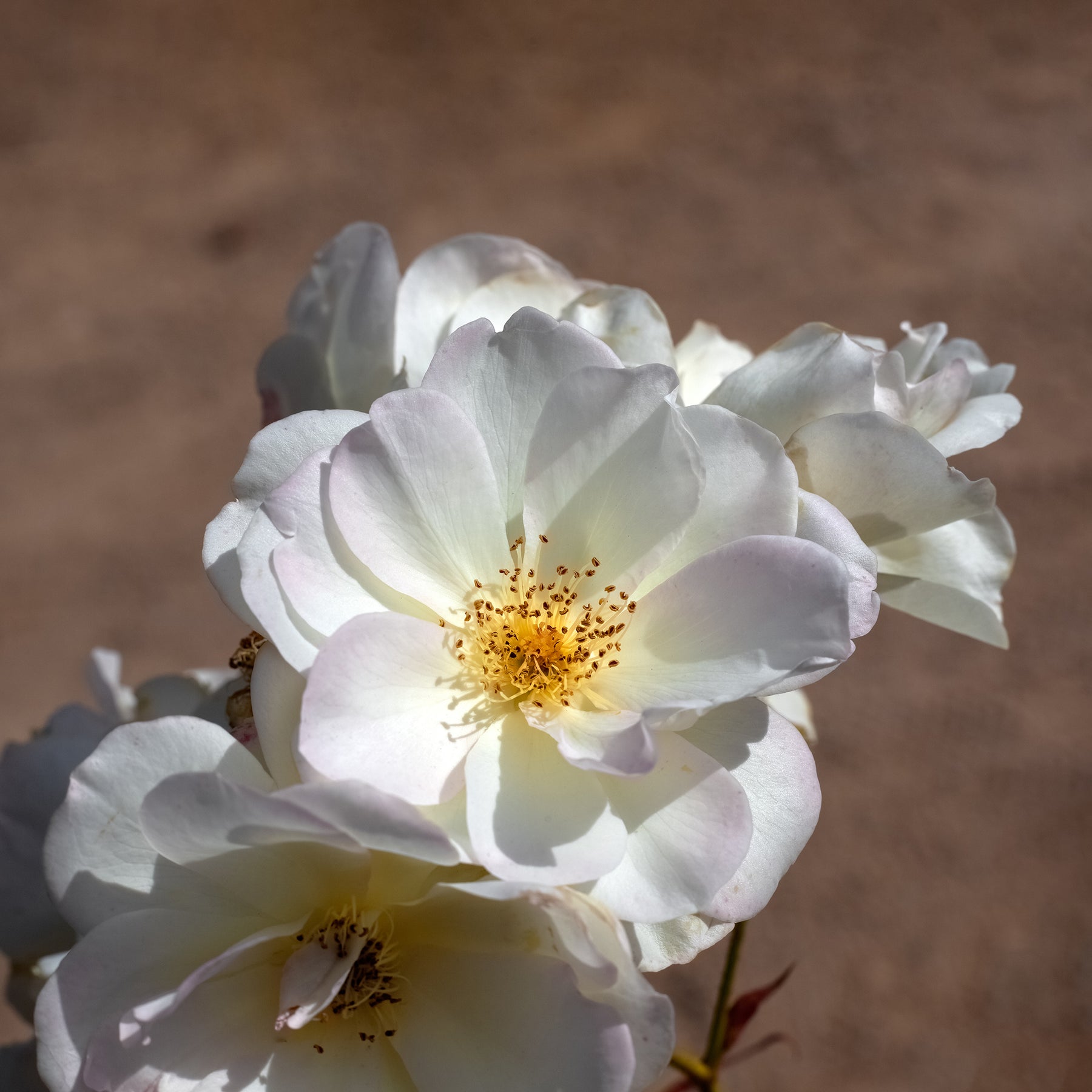 Roos Pénélope - Rosa moschata Pénélope - Willemse