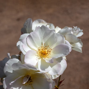 Roos Pénélope - Rosa moschata Pénélope - Willemse