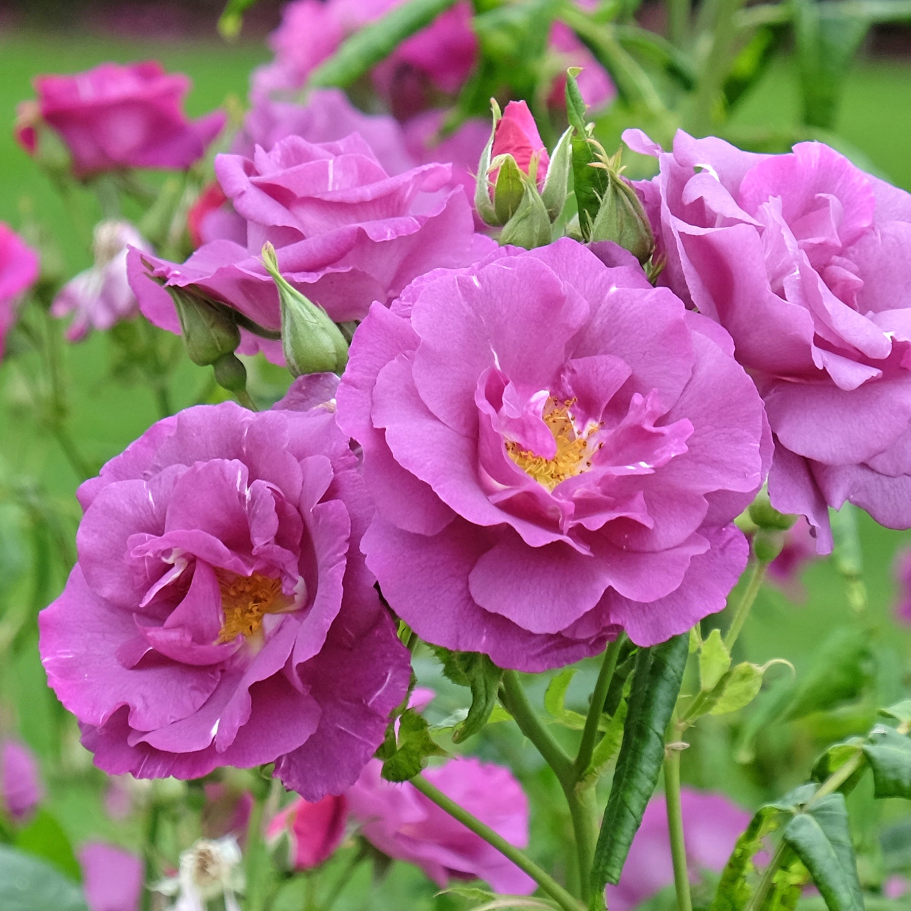 Roos 'Rhapsody in blue - Willemse