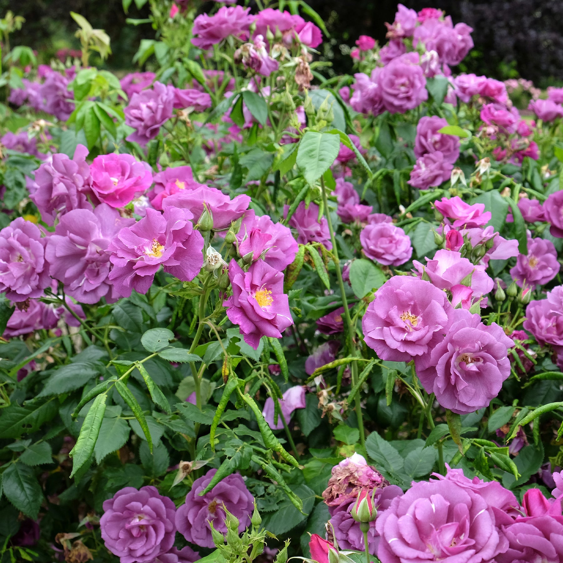Roos 'Rhapsody in blue - Rosa Rhapsody in Blue® Frantasia - Willemse