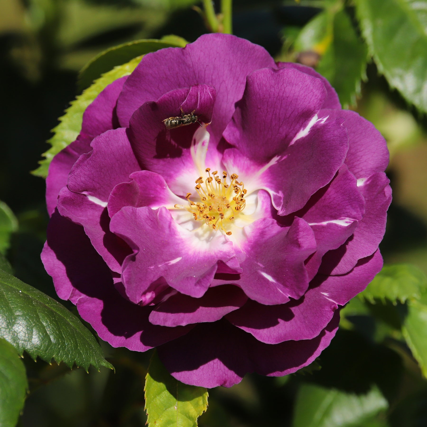Roos 'Rhapsody in blue - Willemse