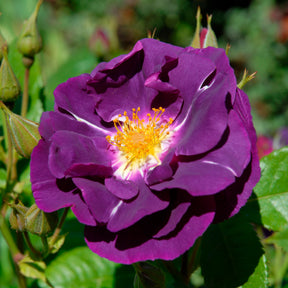 Roos 'Rhapsody in blue - Rozen - Willemse