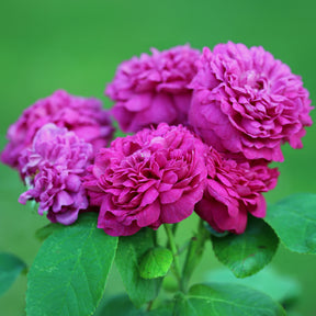 Roos 'De Rescht - Rosa Rose de Rescht - Willemse