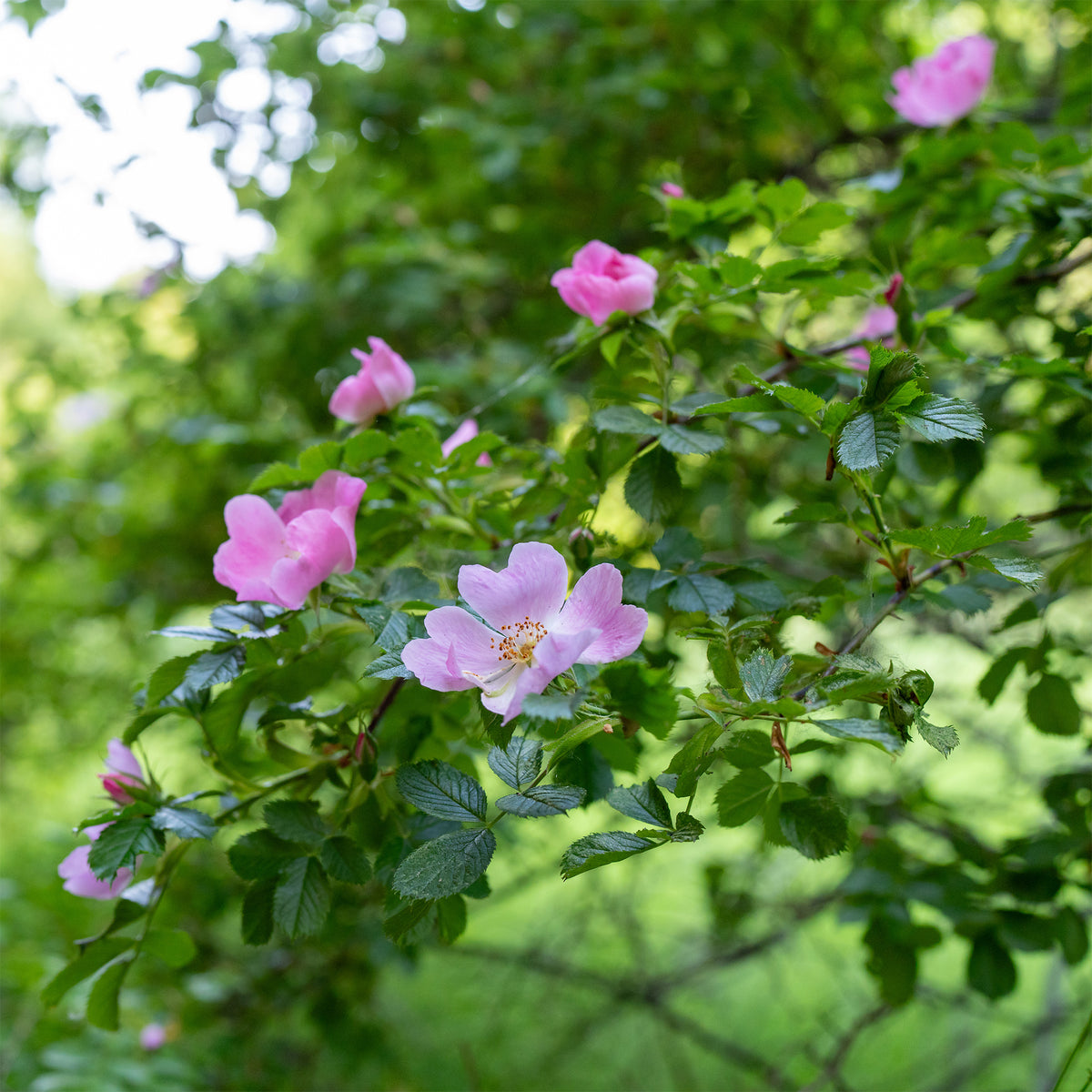 Rosa rubiginosa - Egelantier - Rozen