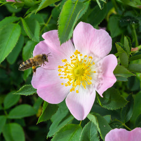 Rozen - Egelantier - Rosa rubiginosa