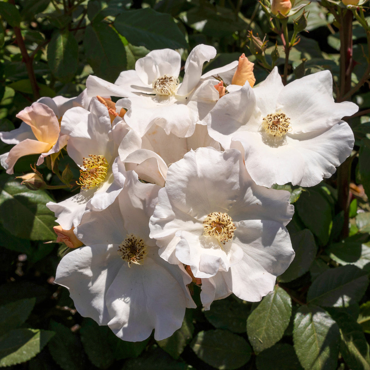 Roos 'Sally Holmes' - Willemse