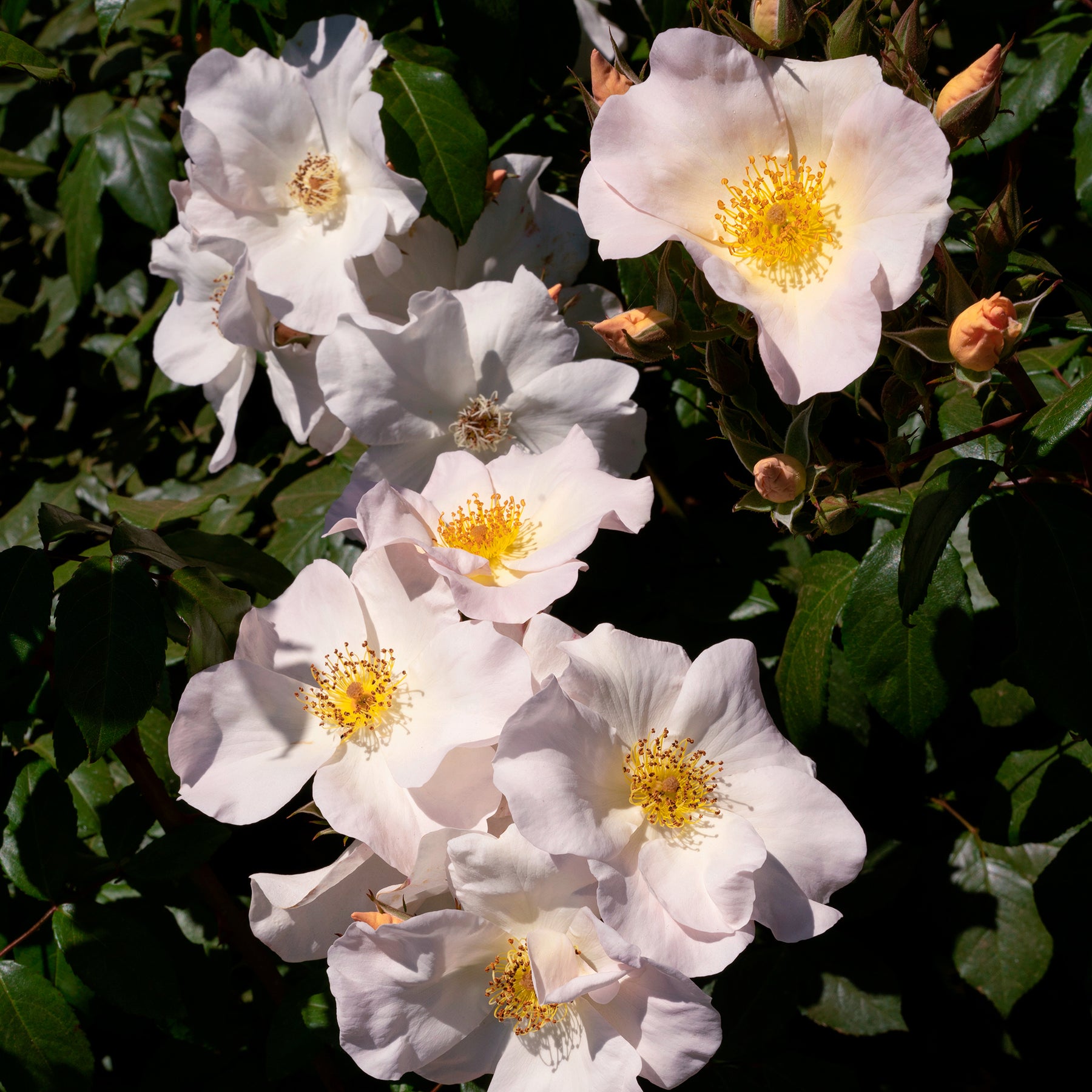 Roos 'Sally Holmes' - Rosa Sally Holmes - Willemse