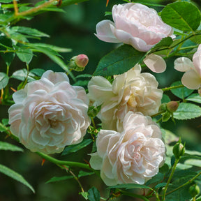 Roos 'Sea foam' - Rosa Sea Foam - Willemse