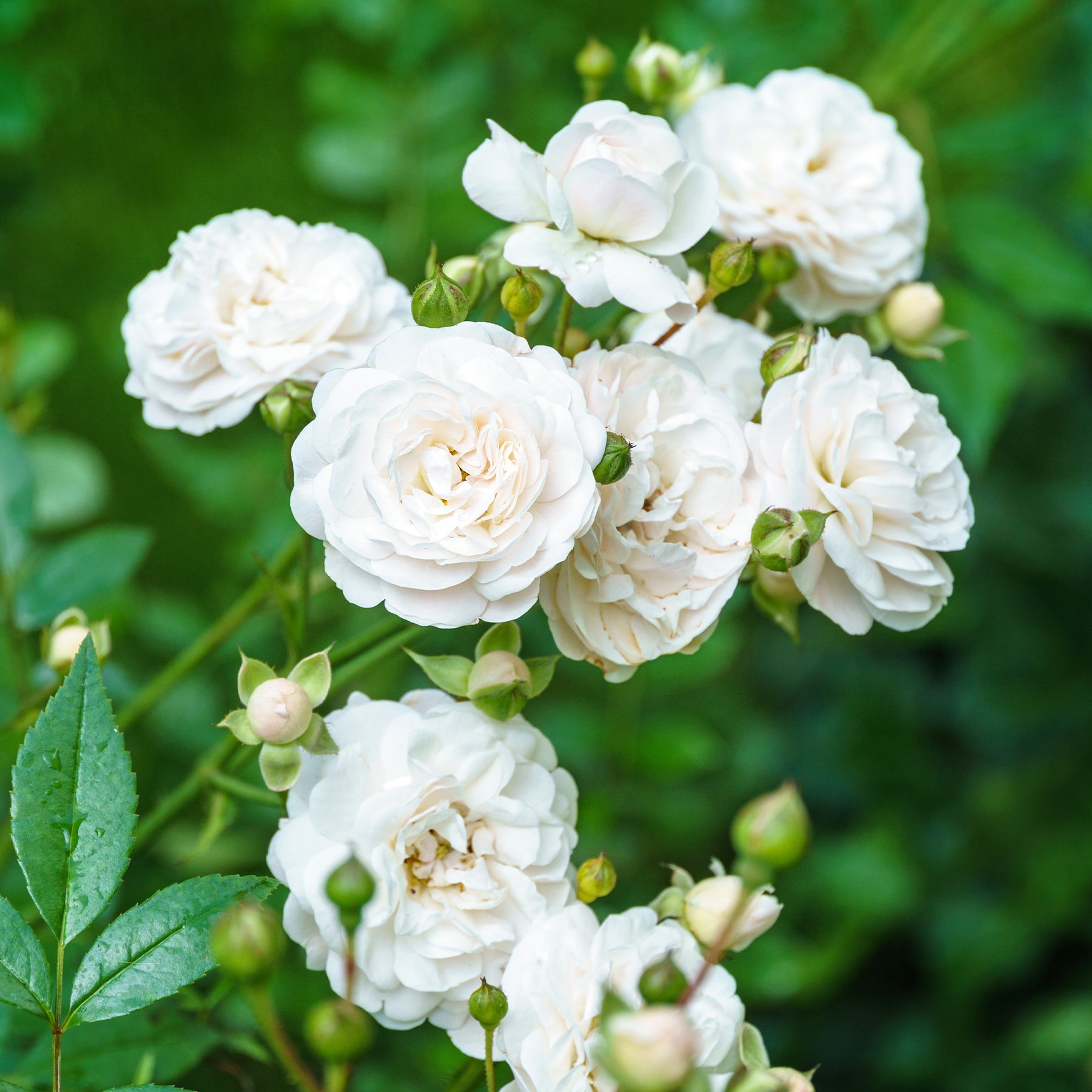 Roos 'Sea foam' - Willemse