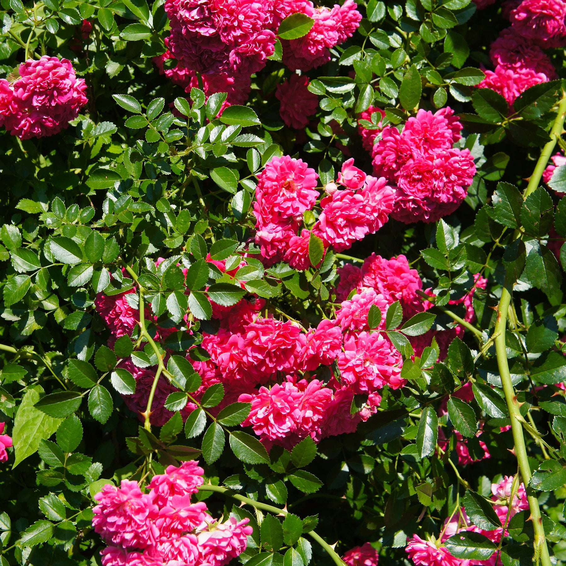 Geurende rozen - Roos 'Astrid Gräfin von Hardenberg'® - Rosa astrid gräfin von hardenberg ®