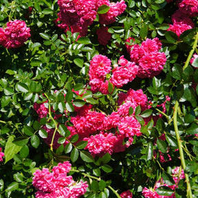 Geurende rozen - Roos 'Astrid Gräfin von Hardenberg'® - Rosa astrid gräfin von hardenberg ®