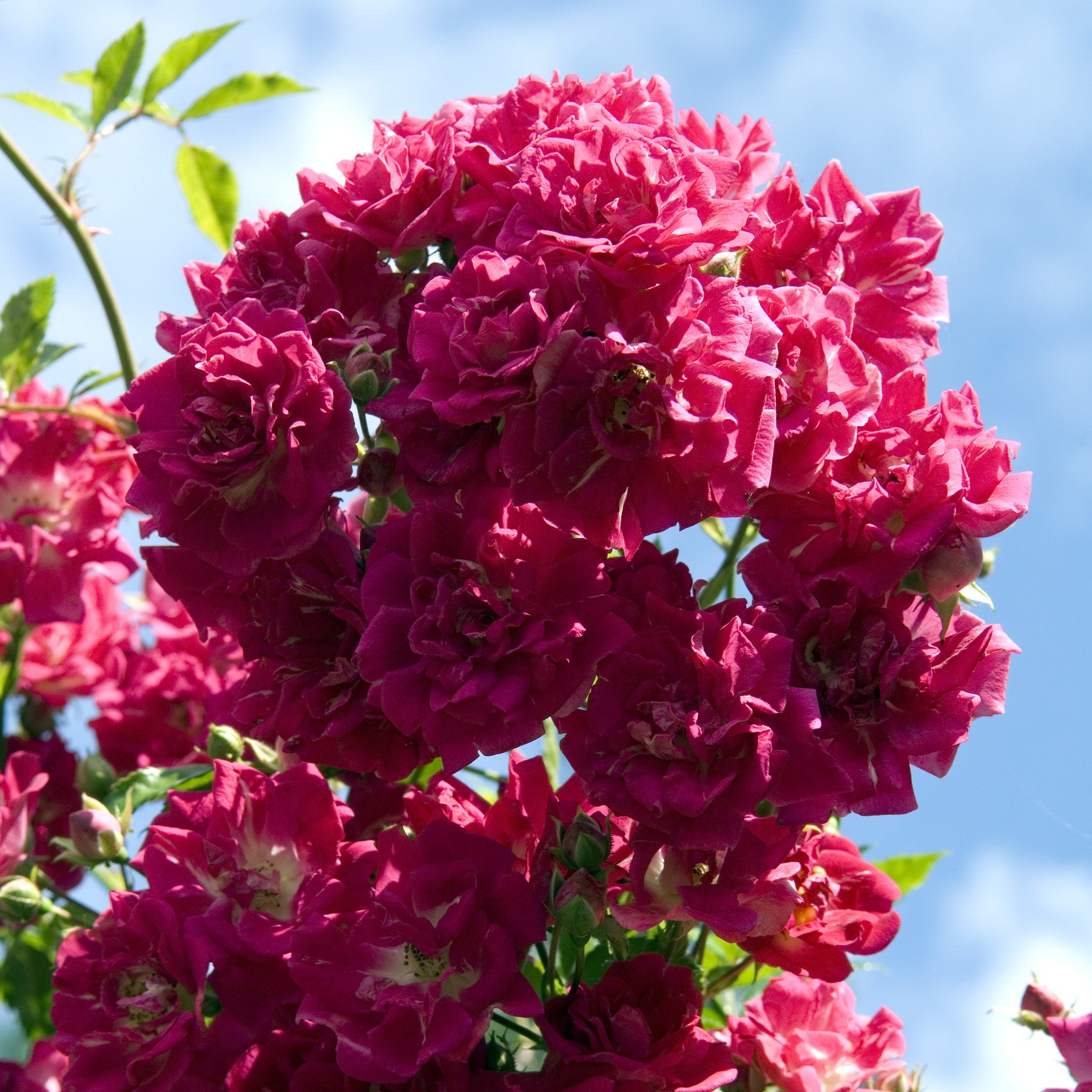 Klimroos Super Excelsa® - Rosa Super Excelsa® - Willemse