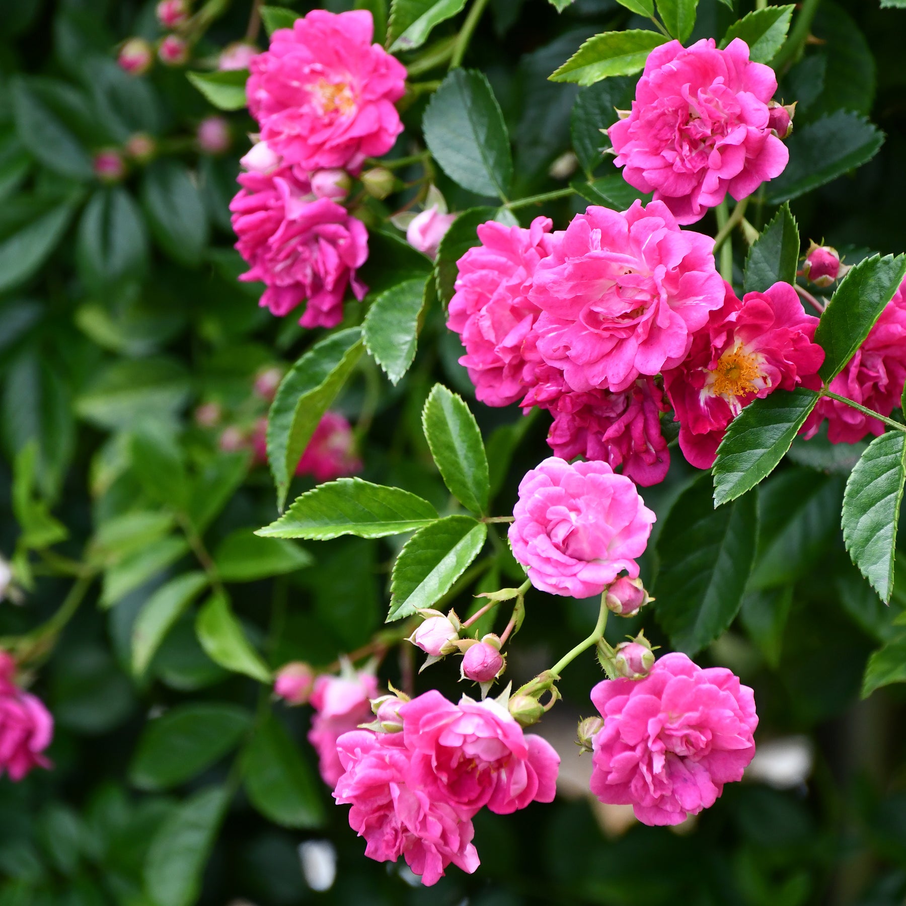 Roos 'Astrid Gräfin von Hardenberg'® - Rosa astrid gräfin von hardenberg ® - Willemse