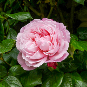 Roos The Generous Gardener® - Willemse