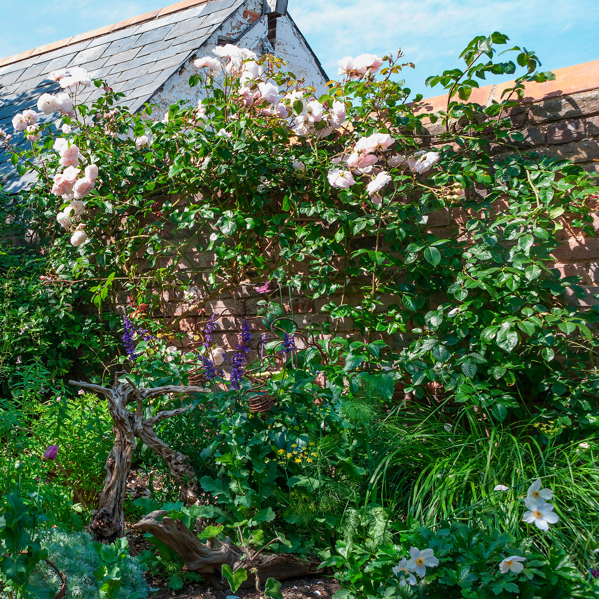 Roos The Generous Gardener® - Rosa The Generous Gardener® Ausdrawn - Willemse