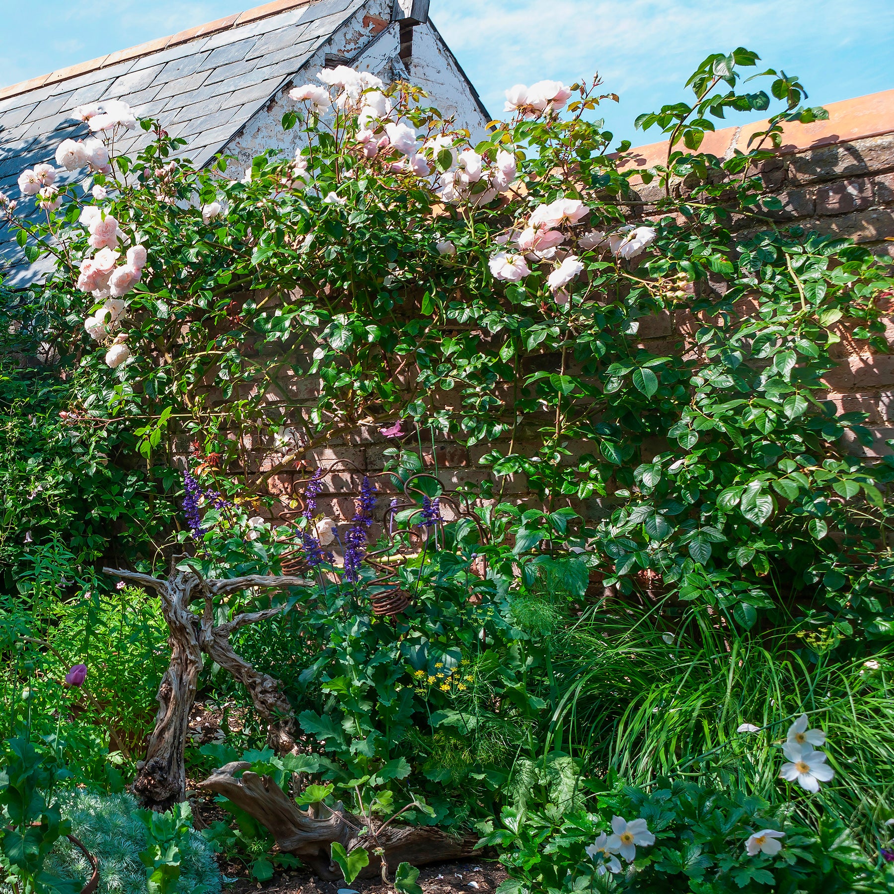 Roos The Generous Gardener® - Rosa The Generous Gardener® Ausdrawn - Willemse